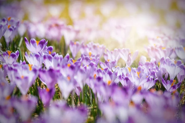 Vintage blooming violet crocuses, spring flower — Stock Photo, Image