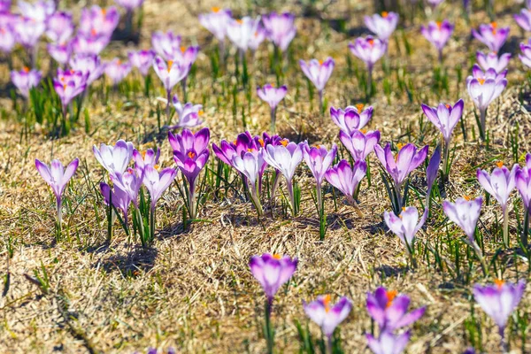 Kwitnący fioletowe krokusy w Tatrach, wiosna kwiatów — Zdjęcie stockowe