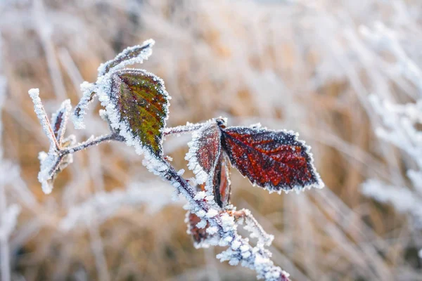 Winter Hintergrund, rote Beeren auf den gefrorenen Zweigen mit Raureif bedeckt — Stockfoto