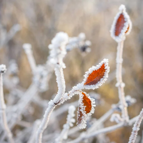 Fondo invernale, bacche rosse sui rami congelati ricoperti di brina — Foto Stock