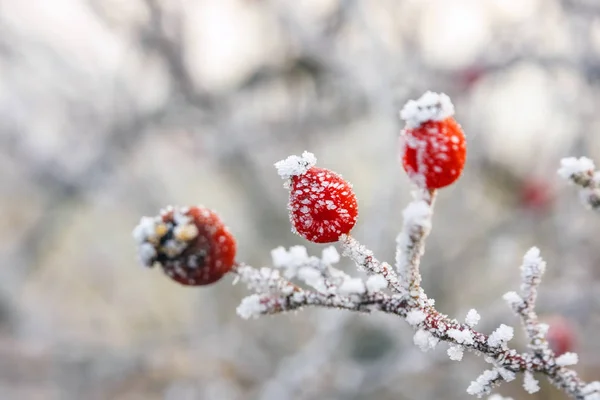 Fondo de invierno, bayas rojas en las ramas congeladas cubiertas de escarcha — Foto de Stock
