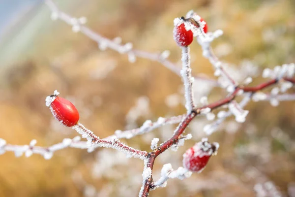 Winter background, red berries on the frozen branches covered with hoarfrost — Stock Photo, Image