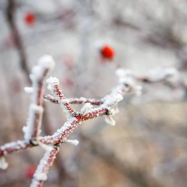 冬天的背景下，红浆果冷冻覆满白霜的树枝上 — 图库照片