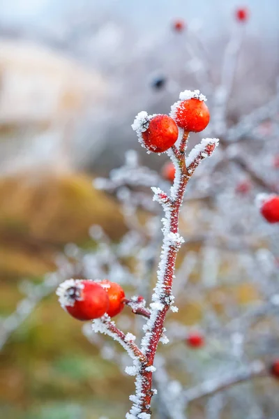 Fond d'hiver, baies rouges sur les branches gelées couvertes de givre — Photo