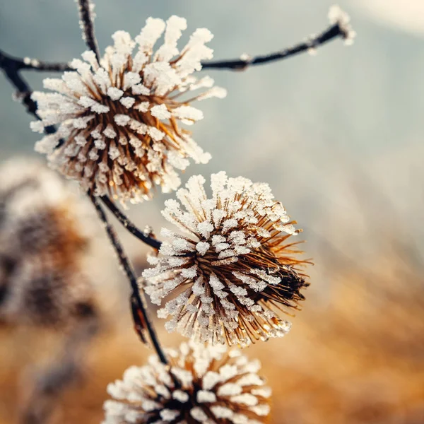 Fundo natural de plantas congeladas cobertas de geada — Fotografia de Stock