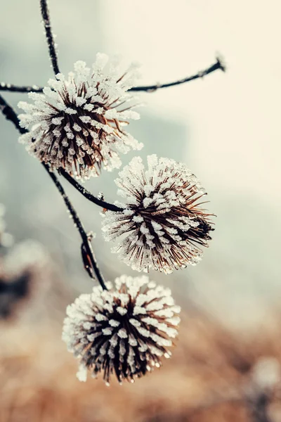 Naturlig bakgrund från frysta växten täckt med rimfrost — Stockfoto