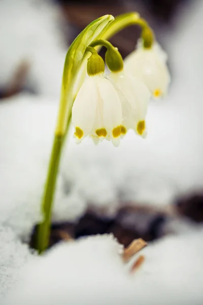 Flores de copos de nieve de primavera - leucojum vernum carpaticum —  Fotos de Stock