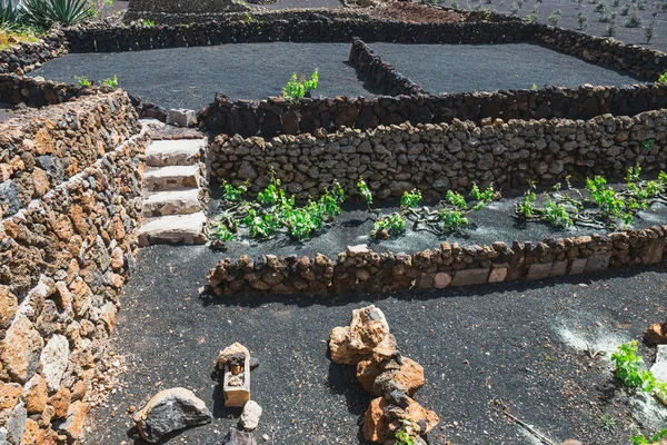 Berühmte Weinberge von La Geria auf vulkanischem Boden, Insel Lanzarote, Spanien — Stockfoto