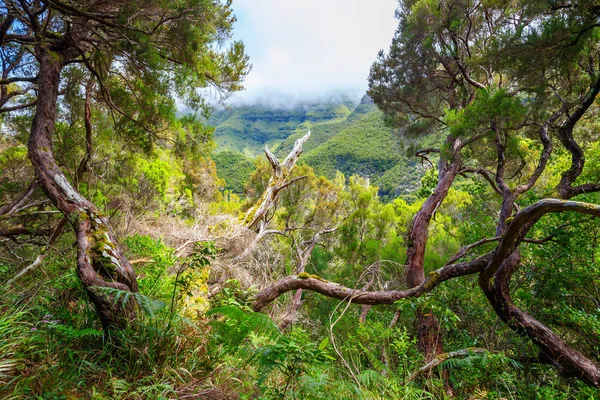 Laurel forest and Irrigation canal. Lewada das 25 fontes and Lewada do Risco , Madeira Island, Portugal — Stock Photo, Image