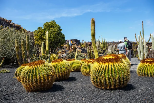LANZAROTE - 29 de marzo de 2017: Vista del jardín de cactus en Guatiza, atracción popular en Lanzarote, Islas Canarias — Foto de Stock