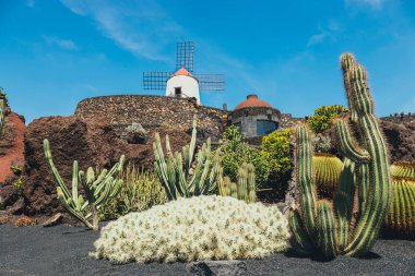 Yel değirmeni popüler cazibe Lanzarote, Kanarya Adaları, tropik kaktüs Bahçe Guatiza Köyü