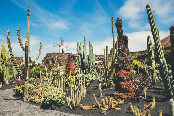 Vista del jardín de cactus, jardín de cactus en Guatiza, atracción popular en Lanzarote, Islas Canarias — Foto de Stock