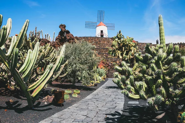 Molino de viento en jardín tropical de cactus en el pueblo de Guatiza, atracción popular en Lanzarote, Islas Canarias — Foto de Stock