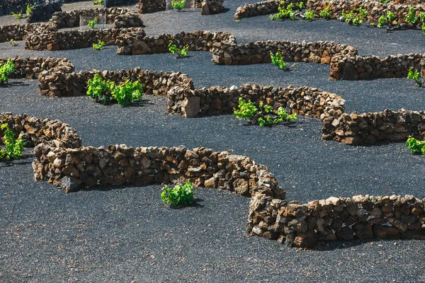 Famosos viñedos de La Geria en suelo volcánico, Isla de Lanzarote, España — Foto de Stock