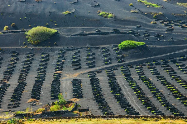 Berömda vingårdar i La Geria på vulkanisk mark, Lanzarote Island, Spanien — Stockfoto