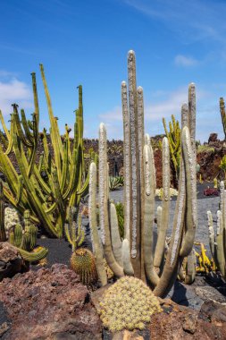 Kaktüs Bahçe, jardin de kaktüs Guatiza, Lanzarote, Kanarya Adaları popüler cazibe görünümünü