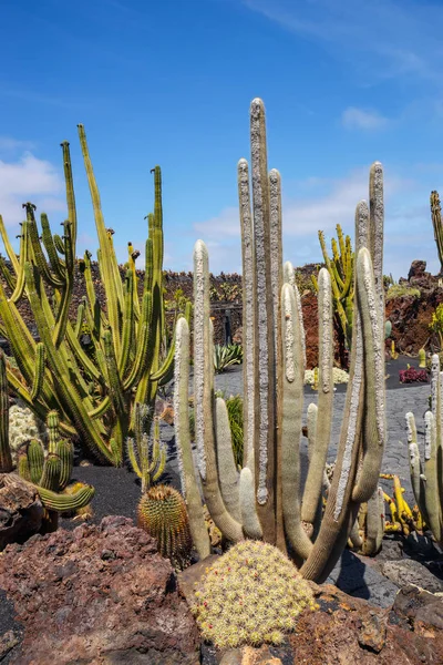 仙人掌花园，仙人掌公园在 Guatiza，受欢迎的景点，在加那利群岛兰萨罗特岛的视图 — 图库照片