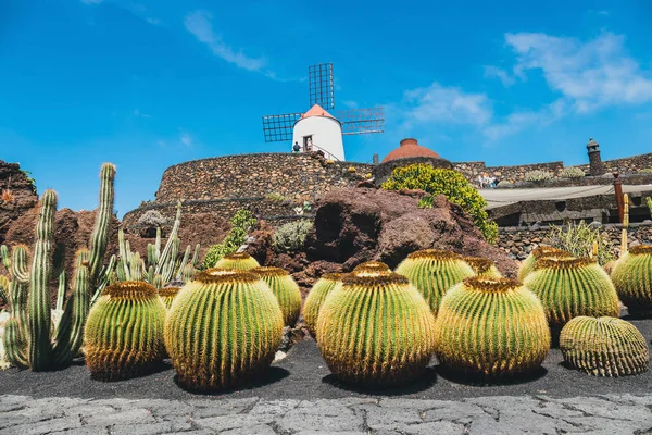Vista del jardín de cactus, jardín de cactus en Guatiza, atracción popular en Lanzarote, Islas Canarias —  Fotos de Stock