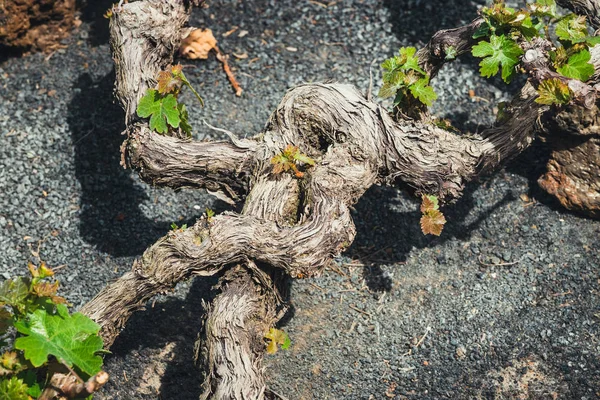 Famous vineyards of La Geria on volcanic soil, Lanzarote Island, Spain — Stock Photo, Image