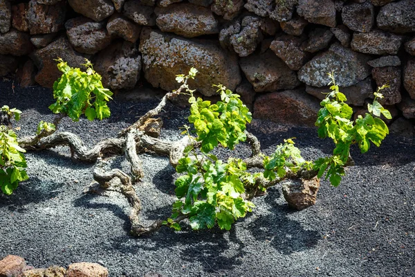 Famous vineyards of La Geria on volcanic soil, Lanzarote Island, Spain — Stock Photo, Image