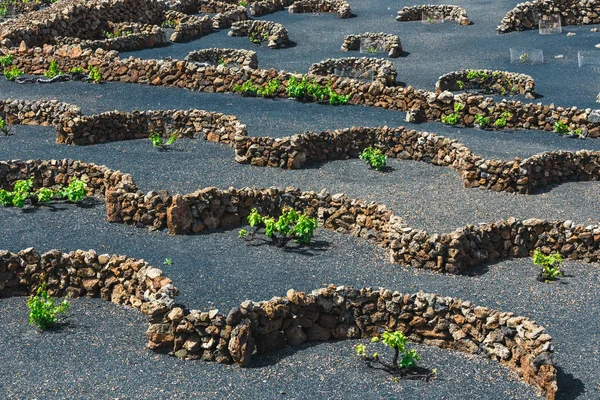 火山性土壌、ランサローテ島、スペインのラ・ジェリアの有名なブドウ畑 — ストック写真