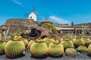 Lanzarote - 29 Şubat 2017: Guatiza, Lanzarote, Kanarya Adaları popüler cazibe bahçede kaktüs görünümünü