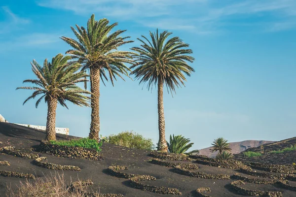 Vulkanlandschaft von Lanzarote, Kanarische Inseln, Spanien — Stockfoto