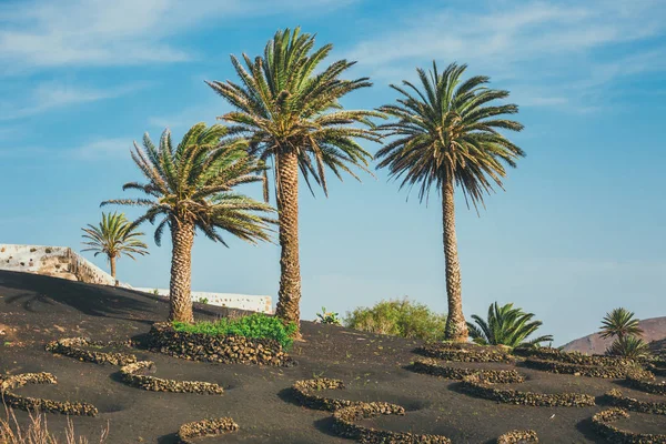 Vulkanlandschaft von Lanzarote, Kanarische Inseln, Spanien — Stockfoto