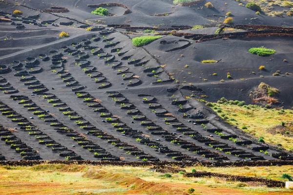 Famosos viñedos de La Geria en suelo volcánico, Isla de Lanzarote, España —  Fotos de Stock