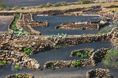 La Geria 'nın ünlü üzüm bağları volkanik topraklarda, Lanzarote Adası, İspanya
