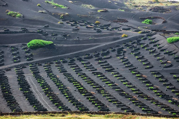 Знаменитые виноградники La Geria на вулканической почве, остров Лансароте, Испания — стоковое фото