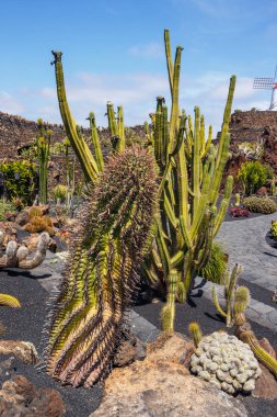 Kaktüs Bahçe, jardin de kaktüs Guatiza, Lanzarote, Kanarya Adaları popüler cazibe görünümünü