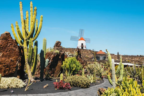 Molino de viento en jardín tropical de cactus en el pueblo de Guatiza, atracción popular en Lanzarote, Islas Canarias —  Fotos de Stock