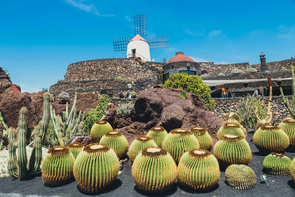 Lanzarote - 29 mars 2017: Vy av kaktusträdgård i Guatiza, populär attraktion i Lanzarote, Kanarieöarna — Stockfoto