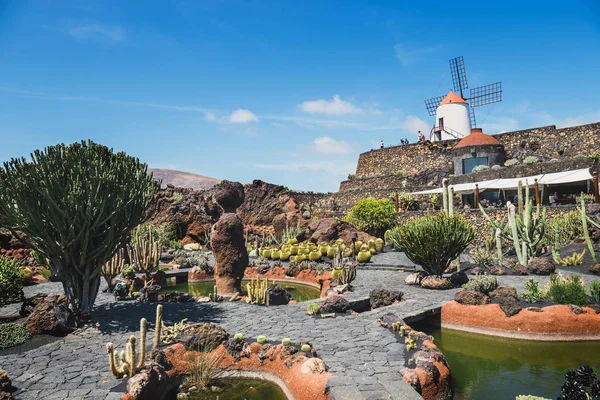 LANZAROTE - 29 de marzo de 2017: Vista del jardín de cactus con molino de viento blanco en Guatiza, atracción popular en Lanzarote, Islas Canarias —  Fotos de Stock