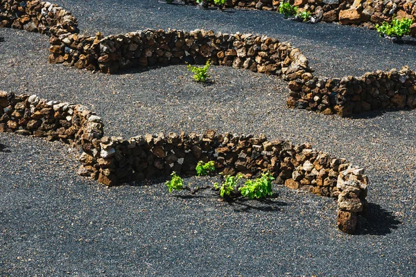 Famous vineyards of La Geria on volcanic soil, Lanzarote Island, Spain Royalty Free Stock Photos