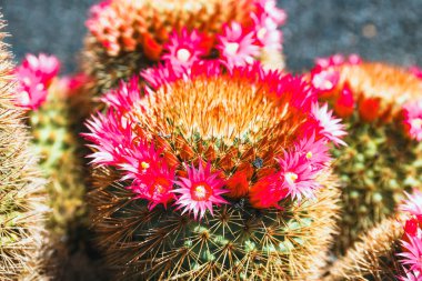 Bahçede, güzel kaktüs yakın çekim