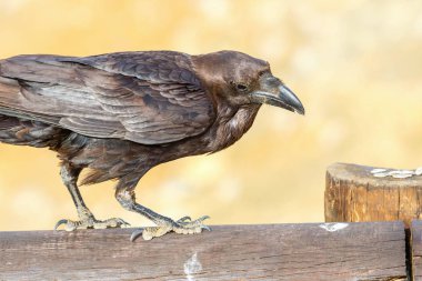 Ortak Raven bir ahşap kiriş üzerinde oturan yakın çekim