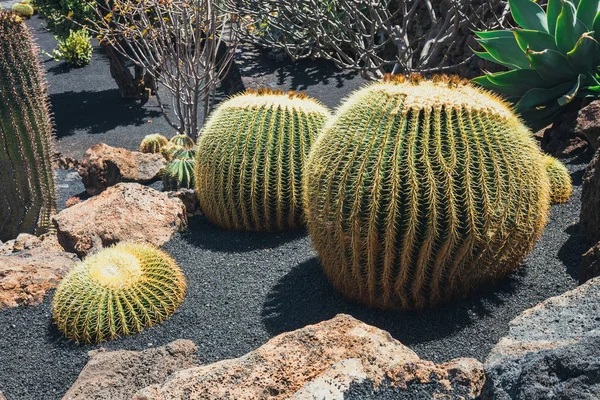 Primer plano de Echinocactus grusonii cactus, Lanzarote — Foto de Stock