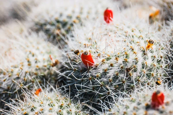 Beautiful cactus in the garden, close up — Stock Photo, Image