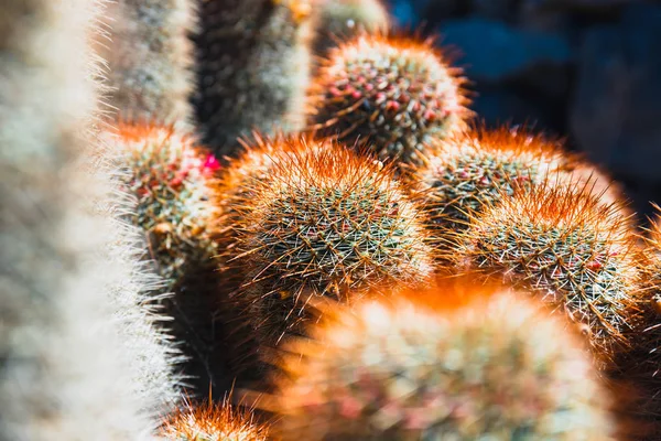 Beautiful cactus in the garden, close up — Stock Photo, Image