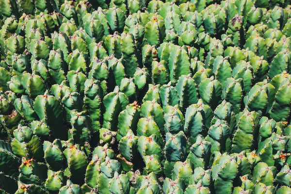 Beautiful cactus in the garden, close up — Stock Photo, Image