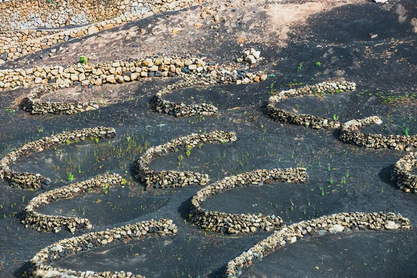 Beroemde wijngaarden van La Geria op vulkanische bodem, eiland Lanzarote, Spanje — Stockfoto