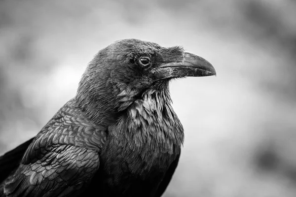 Common Raven sentado en una viga de madera, foto en blanco y negro — Foto de Stock