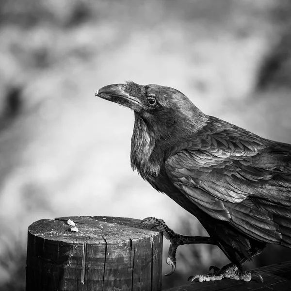 Common Raven sentado en una viga de madera, foto en blanco y negro — Foto de Stock