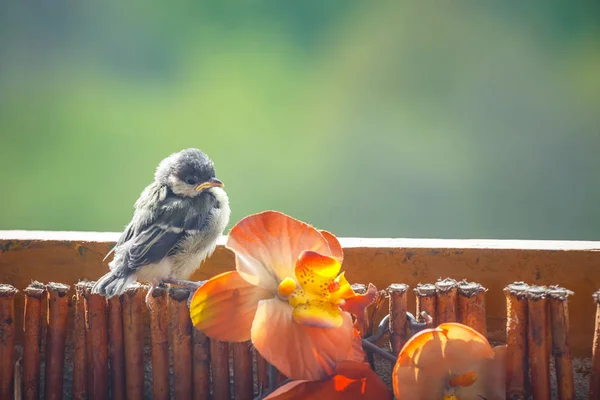 Young titmouse is preparing for the first flight — Stock Photo, Image