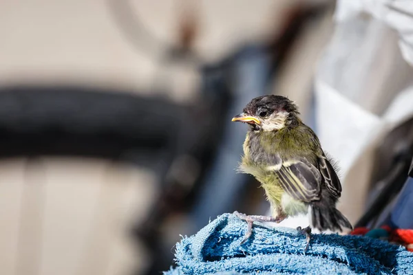 Young titmouse is preparing for the first flight — Stock Photo, Image