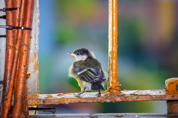 Junge Meise bereitet sich auf den ersten Flug vor — Stockfoto