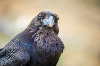 Ortak Raven bir ahşap kiriş üzerinde oturan yakın çekim