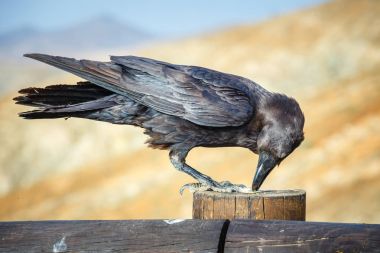 Common Raven sitting on a wooden beam, close up clipart